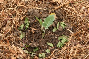 Jardin Partagé Chou