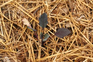 Jardin Partagé Chou rouge