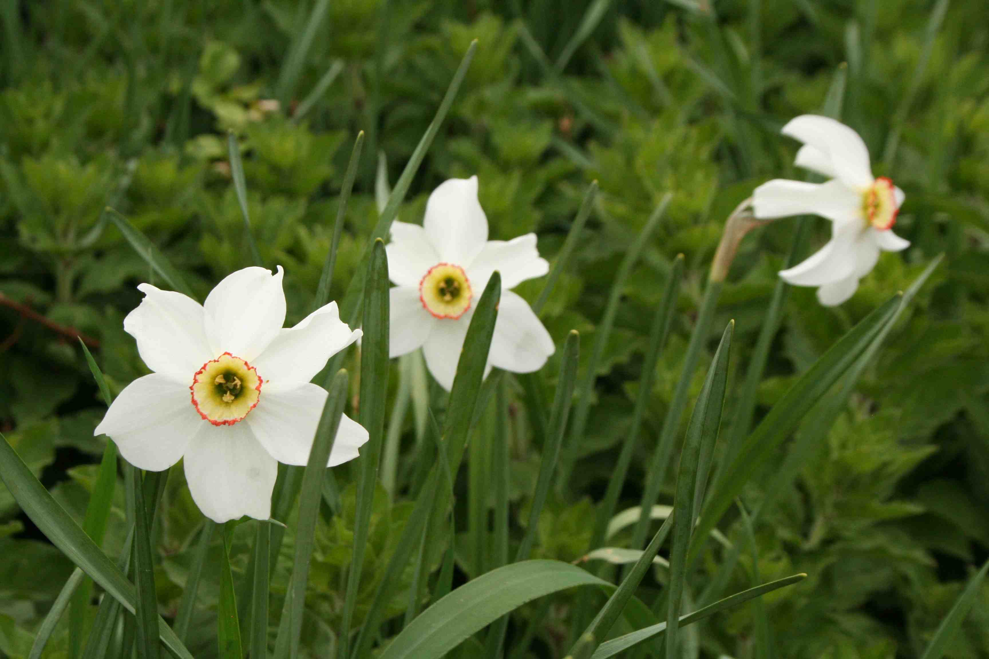 Jardin Partagé Narcisses